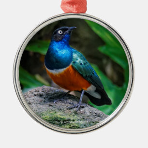 Atemberaubend African Superb Starling Songbird Ornament Aus Metall