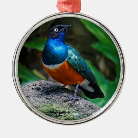 Atemberaubend African Superb Starling Songbird Ornament Aus Metall (Vorne)