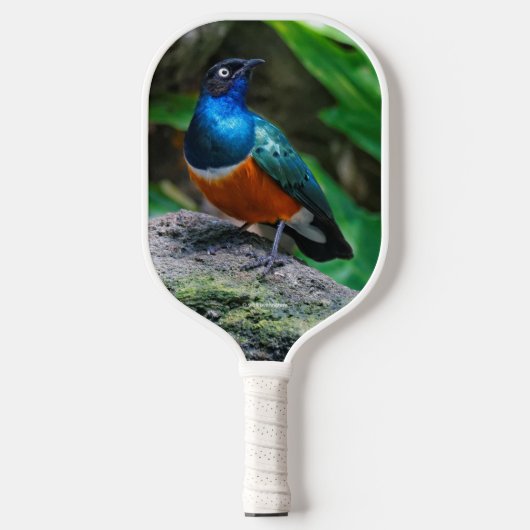 Atemberaubend African Superb Starling Songbird Pickleball Schläger (Vorderseite)