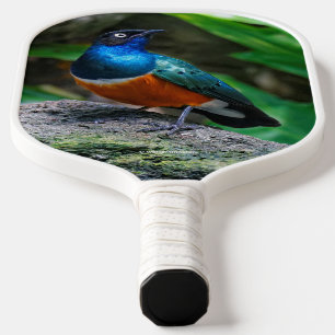 Atemberaubend African Superb Starling Songbird Pickleball Schläger