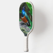 Atemberaubend African Superb Starling Songbird Pickleball Schläger (Links)