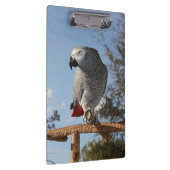 Atemberaubend-Afrikanischer Grau-Papagei Klemmbrett (Rechts)