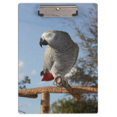 Atemberaubend-Afrikanischer Grau-Papagei Klemmbrett (Vorderseite)