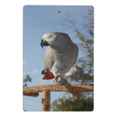 Atemberaubend-Afrikanischer Grau-Papagei Mini Klemmbrett (Rückseite)