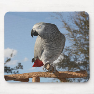 Atemberaubend-Afrikanischer Grau-Papagei Mousepad