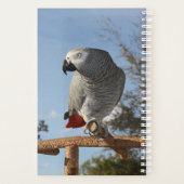 Atemberaubend-Afrikanischer Grau-Papagei Planer (Rückseite)