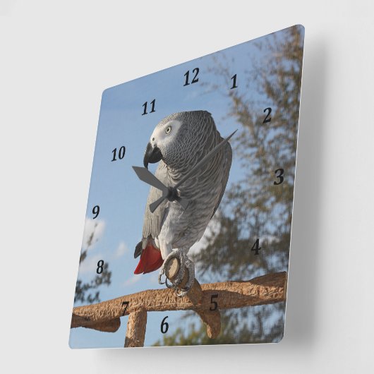 Atemberaubend-Afrikanischer Grau-Papagei Quadratische Wanduhr (Winkel)