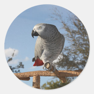 Atemberaubend-Afrikanischer Grau-Papagei Runder Aufkleber