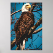 Atemberaubend American Bald Eagle Poster (Vorne)