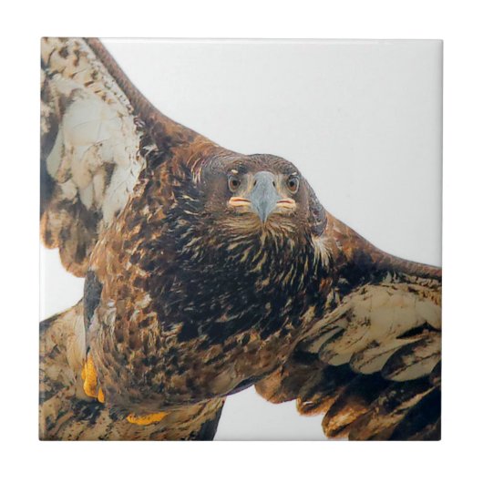 Atemberaubend Bald Adler macht einen Flyover Fliese (Vorderseite)