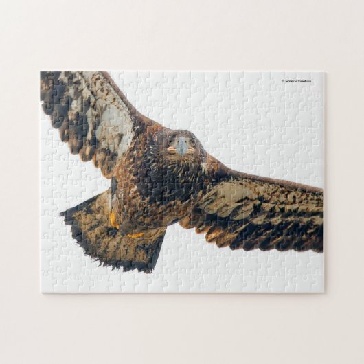 Atemberaubend Bald Adler macht einen Flyover Puzzle (Horizontal)