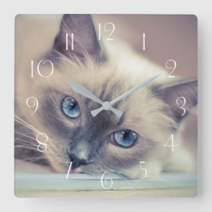 Atemberaubend Blue Mit Augen Ragdoll ‎ Cat Quadratische Wanduhr