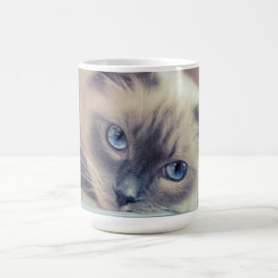 Atemberaubend Blue Mit Augen Ragdoll ‎ Kaffeetasse
