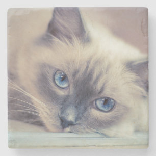 Atemberaubend Blue Mit Augen Ragdoll Steinuntersetzer