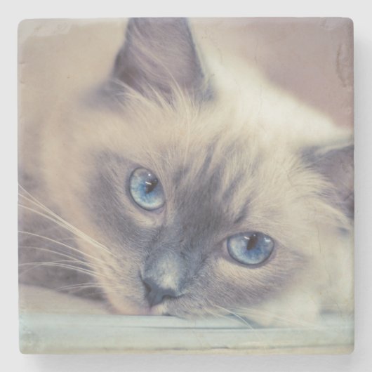 Atemberaubend Blue Mit Augen Ragdoll Steinuntersetzer (Vorderseite)