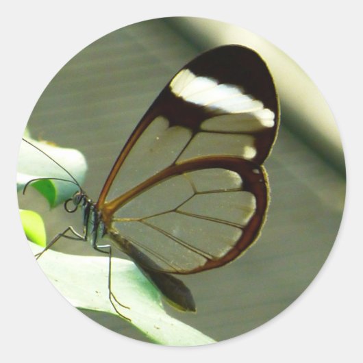 Atemberaubend-braun-glatter Schmetterling Runder Aufkleber (Vorderseite)