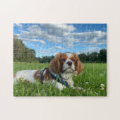 Atemberaubend Cavalier King Charles Spaniel Puzzle (Horizontal)