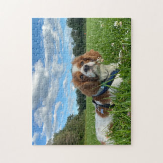 Atemberaubend Cavalier King Charles Spaniel Puzzle