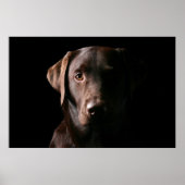 Atemberaubend Chocolate Labrador Poster (Vorne)