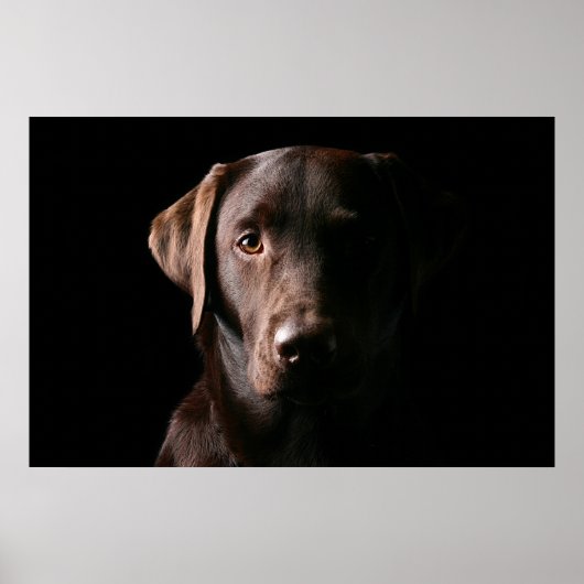 Atemberaubend Chocolate Labrador Poster (Vorne)