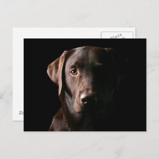 Atemberaubend Chocolate Labrador Postkarte (Vorne/Hinten)