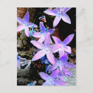 Atemberaubend Delicate Lilac Abstrakt Wilde Blume Postkarte
