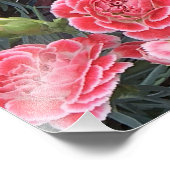 Atemberaubend Dianthus Fotodruck (Ecke)