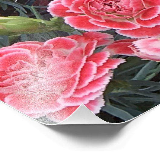 Atemberaubend Dianthus Fotodruck (Ecke)