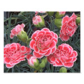 Atemberaubend Dianthus Fotodruck (Vorne)