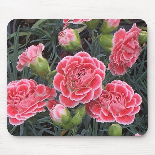 Atemberaubend Dianthus Mousepad (Vorne)