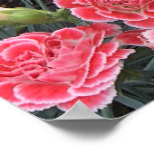 Atemberaubend Dianthus Poster (Ecke)