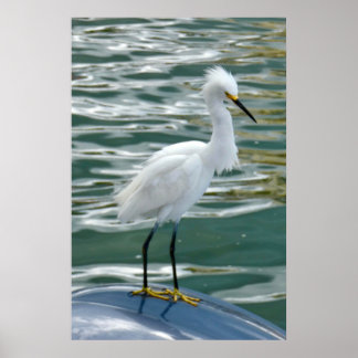 Atemberaubend Egret Bird Poster