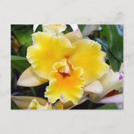 Atemberaubend Exotic Orchid Postkarte