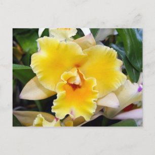 Atemberaubend Exotic Orchid Postkarte