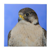 Atemberaubend Gyrfalcon Saker Hybrid Falcon Fliese (Vorderseite)
