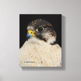 Atemberaubend Gyrfalcon Saker Hybrid Falcon Leinwanddruck