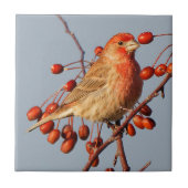 Atemberaubend House Finch mit Hawthorn Berries Fliese (Vorderseite)
