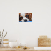 Atemberaubend King Charles Cavalier Poster (Küche)