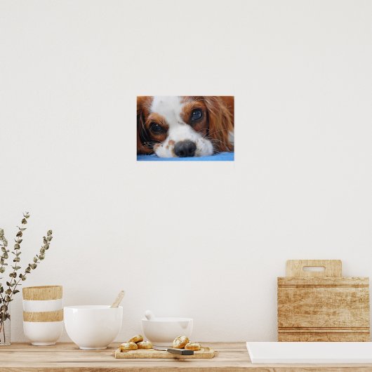 Atemberaubend King Charles Cavalier Poster (Küche)