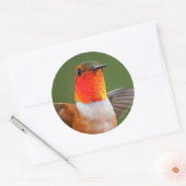 Atemberaubend Male Rufous Hummingbird Flying Jewel Runder Aufkleber (Umschlag)
