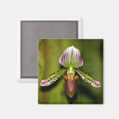Atemberaubend Orchid Magnet (Vorderseite/Rückseite)