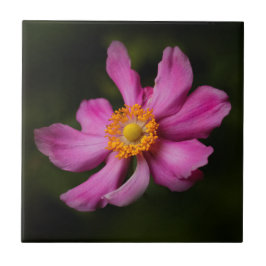 Atemberaubend Pink Japanisch Anemone Blume Fliese