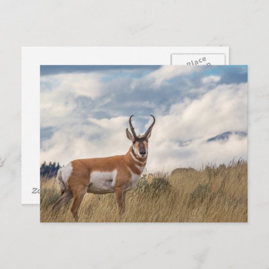 Atemberaubend Pronghorn Postkarte (Vorne/Hinten)