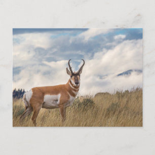 Atemberaubend Pronghorn Postkarte