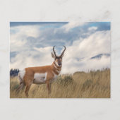 Atemberaubend Pronghorn Postkarte (Vorderseite)