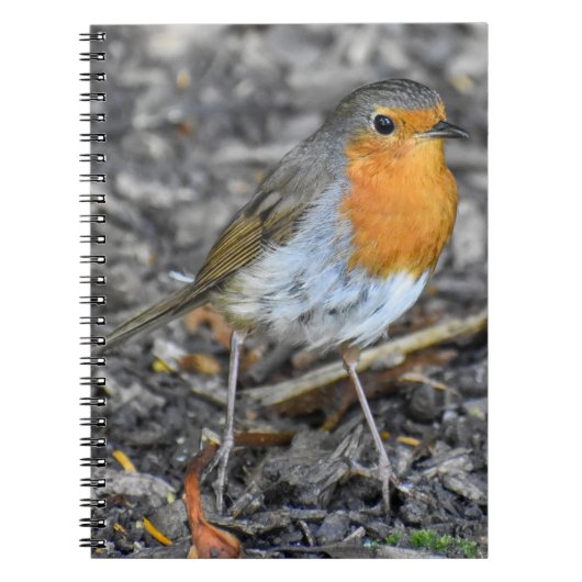 Atemberaubend Robin Notizblock (Vorderseite)