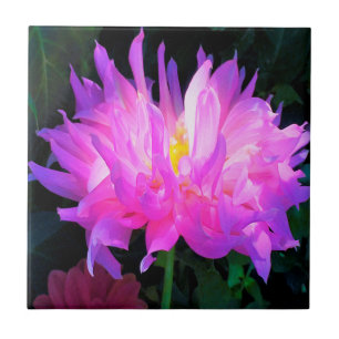 Atemberaubend rosa und Lila Kaktus Dahlia Fliese