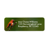 Atemberaubend Rufous Hummingbird auf Cherry Tree (Vorne)