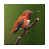 Atemberaubend Rufous Hummingbird auf dem Kirschbau Fliese (Vorderseite)