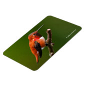 Atemberaubend Rufous Hummingbird auf dem Kirschbau Magnet (Linke Seite)